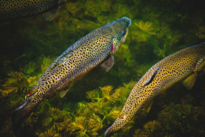 sustainable aquaculture: Photo by Jon Sailer